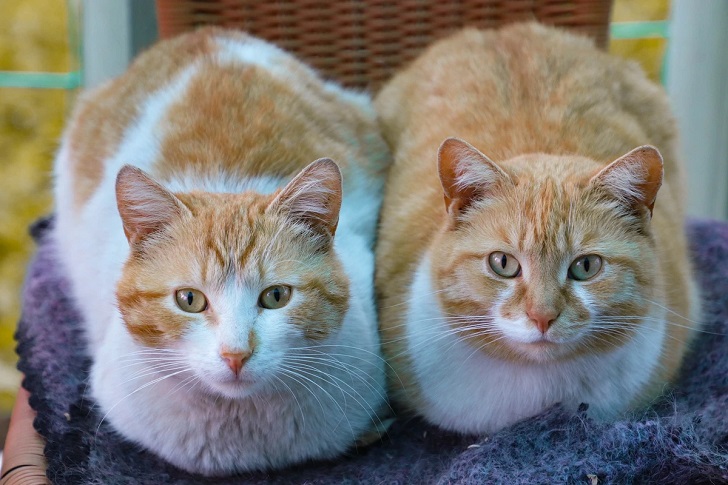 Kedi Dişi mi Erkek mi Nasıl Anlaşılır (Yetişkin Kedilerde Fiziksel Özelliklere Bakmak)