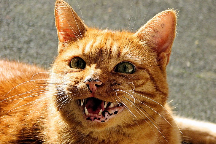 Kedinin Acıktığını Nasıl Anlarım (Çıkardığı Sese Bak) Kedinin Acıktığını Nasıl Anlarım (Çıkardığı Sese Bak)